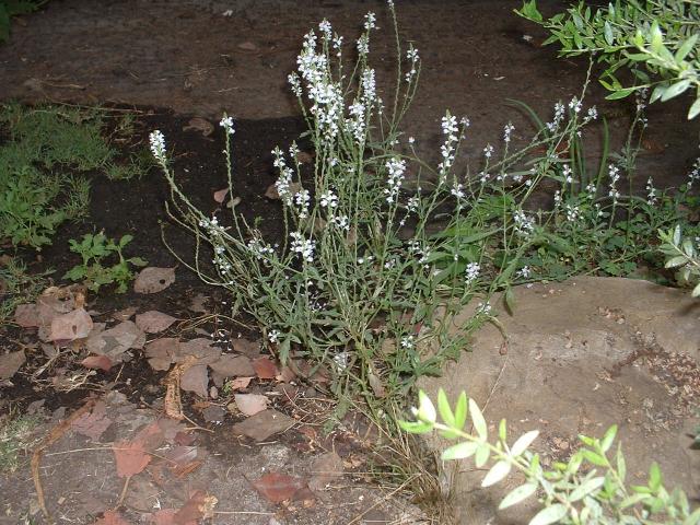 Verbena officinalis (seeds)